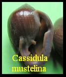 Cassidula mustelina